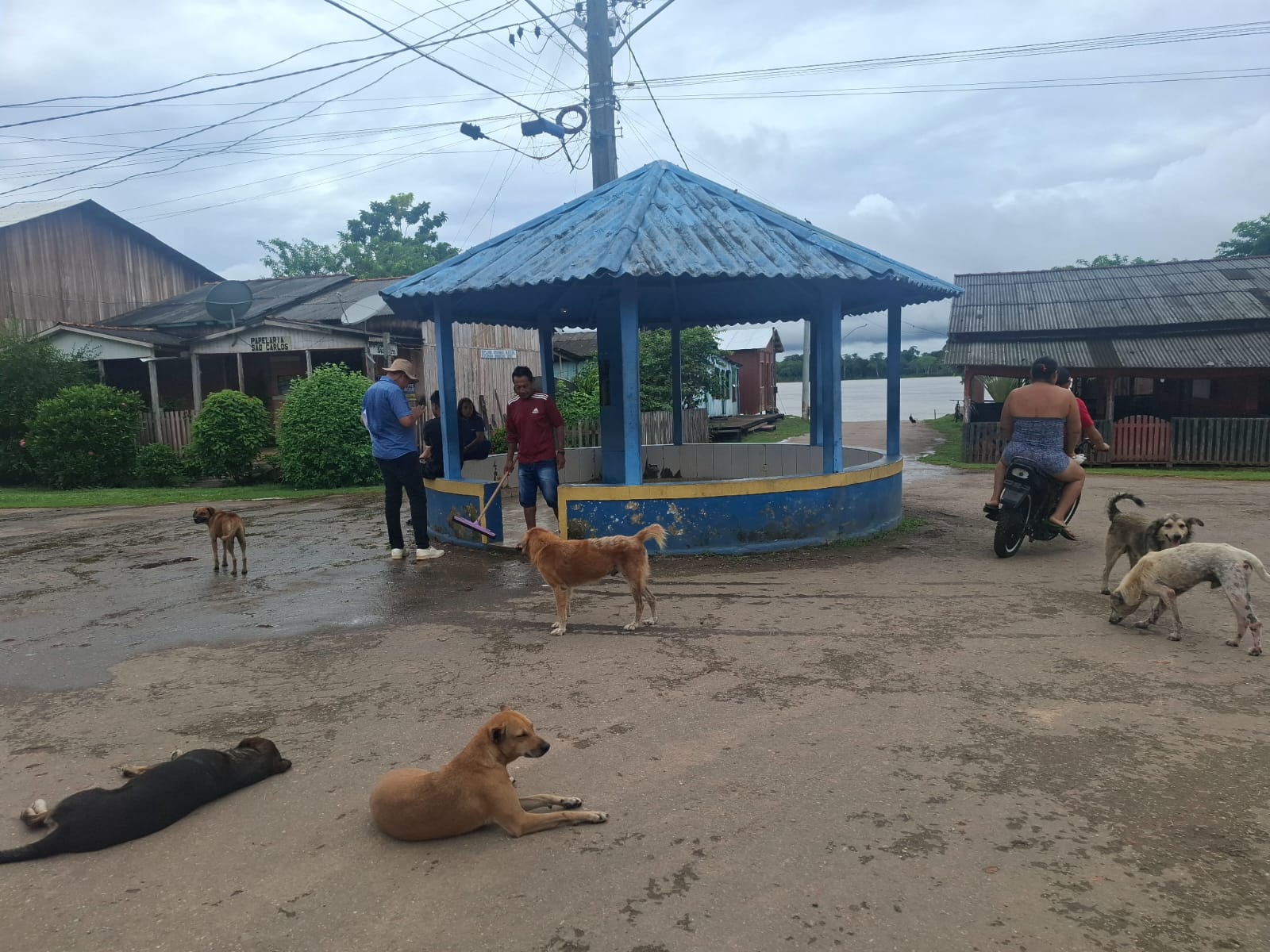 Castração de pets no Baixo Madeira combate abandono e doenças nas comunidades ribeirinhas